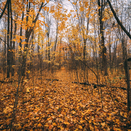 alt="Autumn forest path covered in golden fallen leaves, surrounded by tall trees with vibrant yellow foliage under an overcast sky"